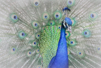 Picture of PEACOCK