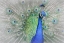 Picture of PEACOCK