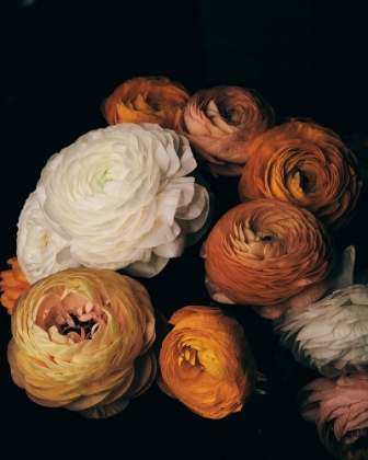 Picture of RANUNCULUS