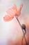 Picture of TENDERNESS