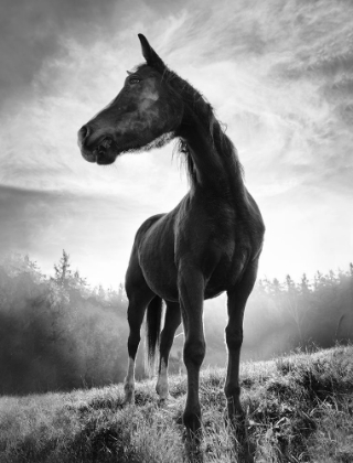 Picture of BACKLIGHT HORSE