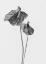 Picture of ANTHURIUM