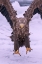 Picture of VICI