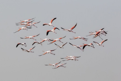 Picture of GREATER FLAMINGOS IN FLIGHT