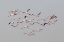 Picture of GREATER FLAMINGOS IN FLIGHT