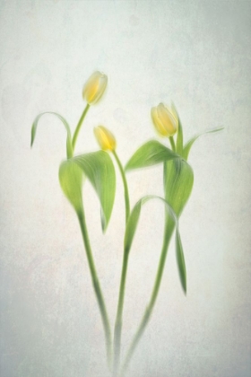 Picture of YELLOW TULIPS