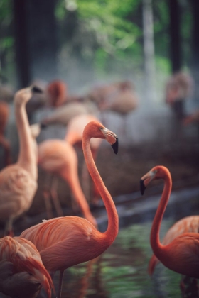 Picture of FLAMINGO