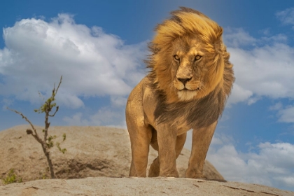 Picture of THE LION KING