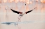 Picture of FLAMINGO DANCING