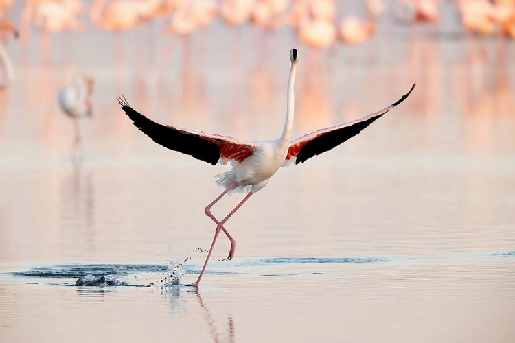 Picture of FLAMINGO DANCING