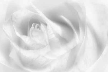 Picture of HINT OF A ROSE
