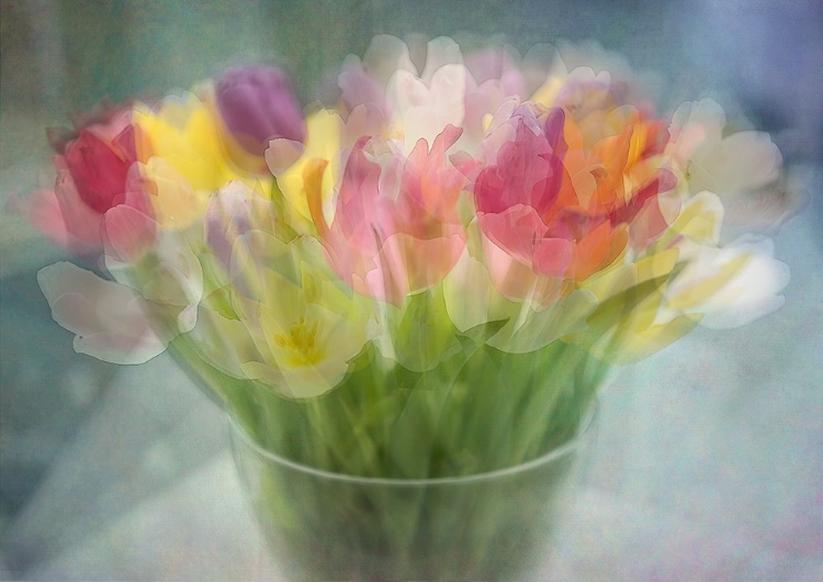 Picture of TULIPS