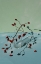Picture of BERRIES