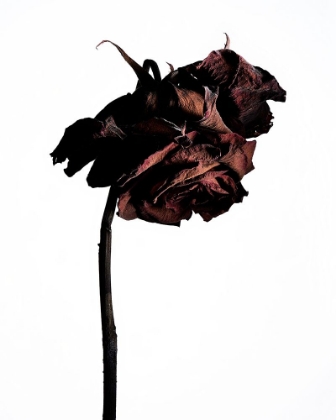 Picture of DRIED FLOWER