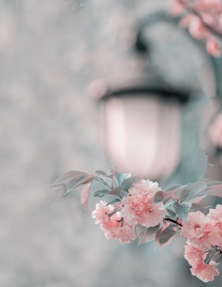 Picture of CHERRY BLOSSOM UNDER STREET LAMP