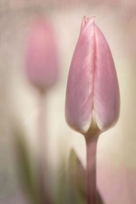 Picture of PINK TULIPS