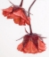 Picture of RED AND WET
