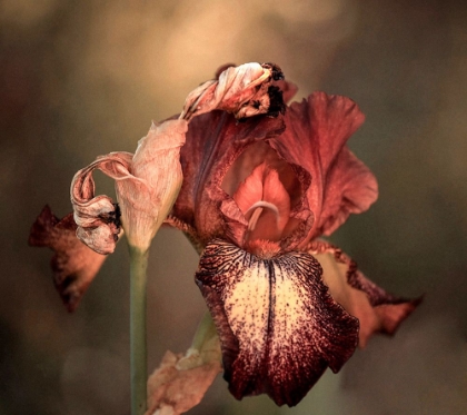 Picture of AN IRIS IN SPRING