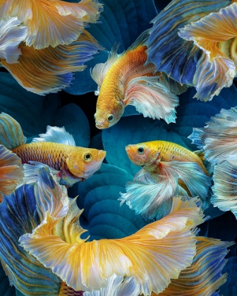 Picture of COLORFISH