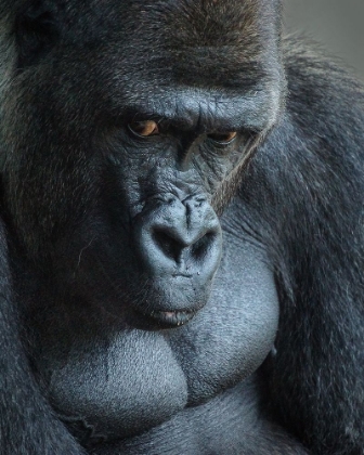 Picture of UNHAPPY GORILLA