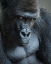Picture of UNHAPPY GORILLA