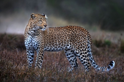 Picture of LEOPARD ON THE PROWL