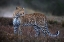 Picture of LEOPARD ON THE PROWL