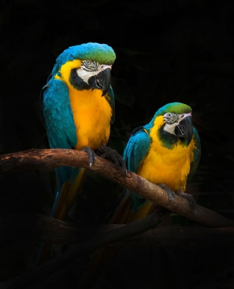 Picture of MACAW PARROTS