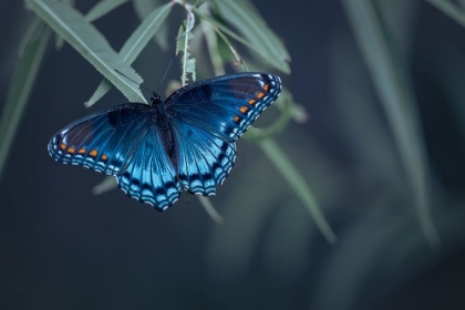 Picture of BUTTERFLY