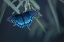 Picture of BUTTERFLY
