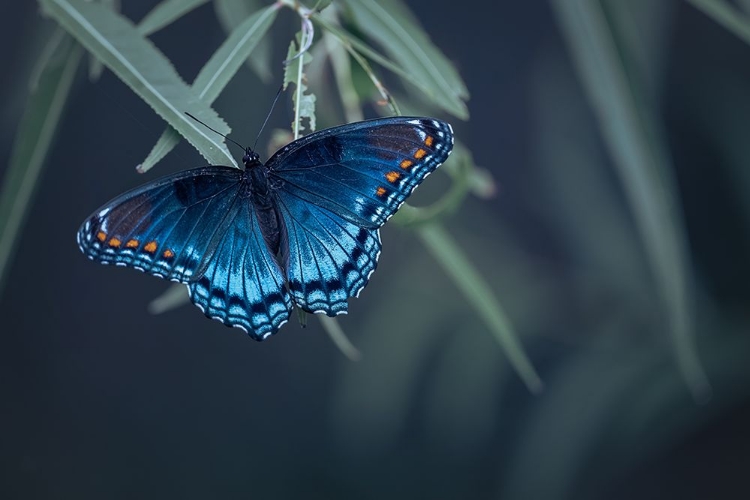 Picture of BUTTERFLY