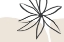 Picture of FLOWER AND CREAM
