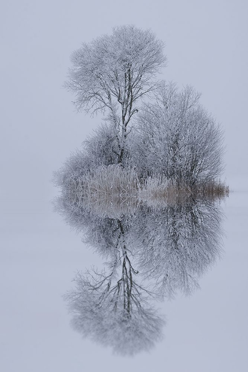 Picture of WINTER STILLNESS