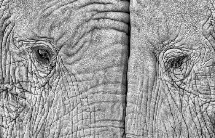 Picture of TWO ELEPHANTS
