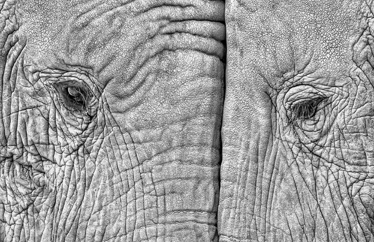 Picture of TWO ELEPHANTS