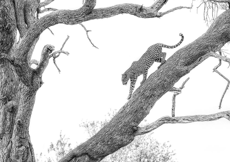 Picture of HIGH KEY LEOPARD