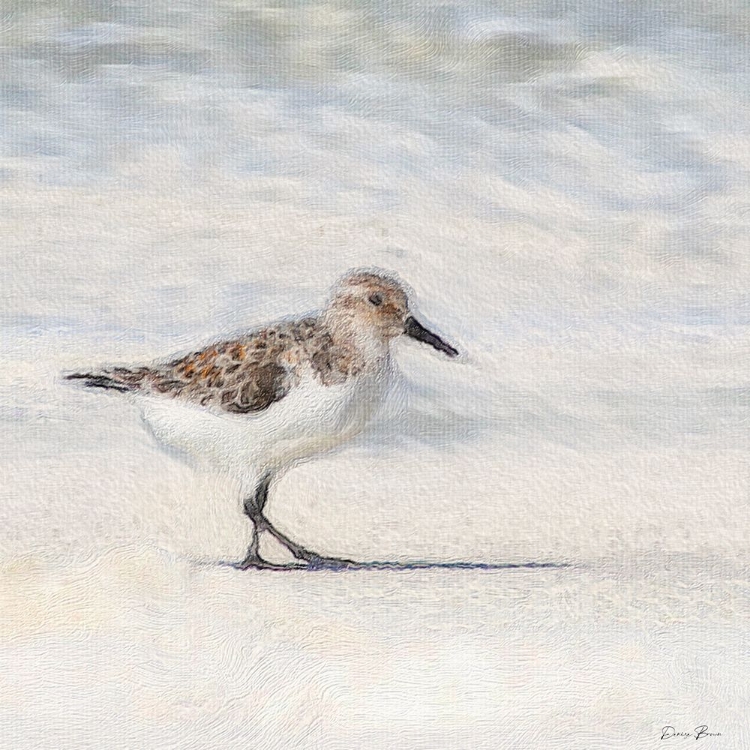 Picture of ECLIPSED SANDPIPER