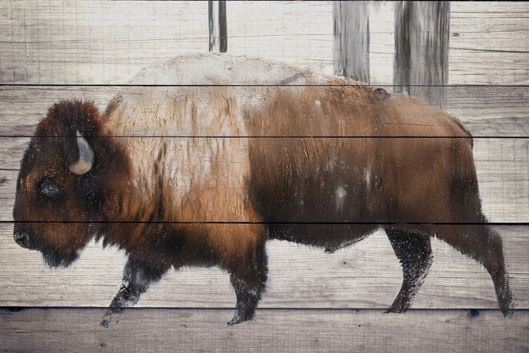 Picture of WINTER BISON