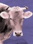 Picture of BESS
