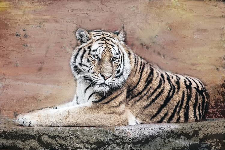 Picture of TIGER LOVE V2