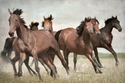 Picture of RUNNING WILD HORSES