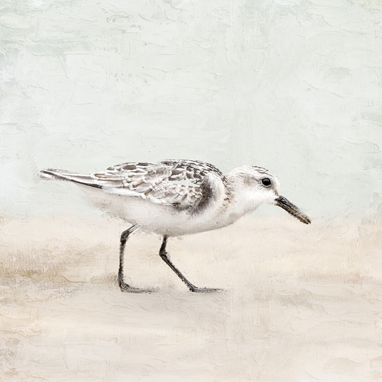 Picture of SANDPIPER 1