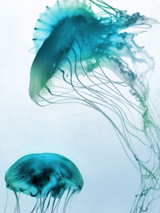 Picture of JELLY FISH FRIENDS