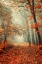 Picture of AUTUMN RUST