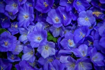 Picture of BLUE BELLS CARPET AT AMSTERDAM FLORAL MARKET