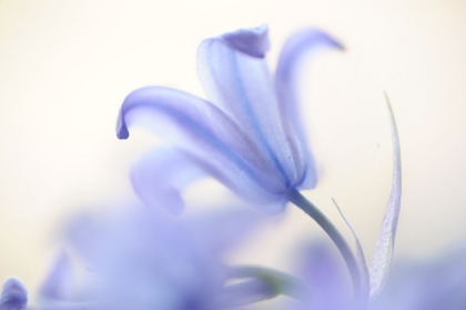 Picture of BLUE LIGHT WILD HYACINTH