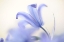 Picture of BLUE LIGHT WILD HYACINTH