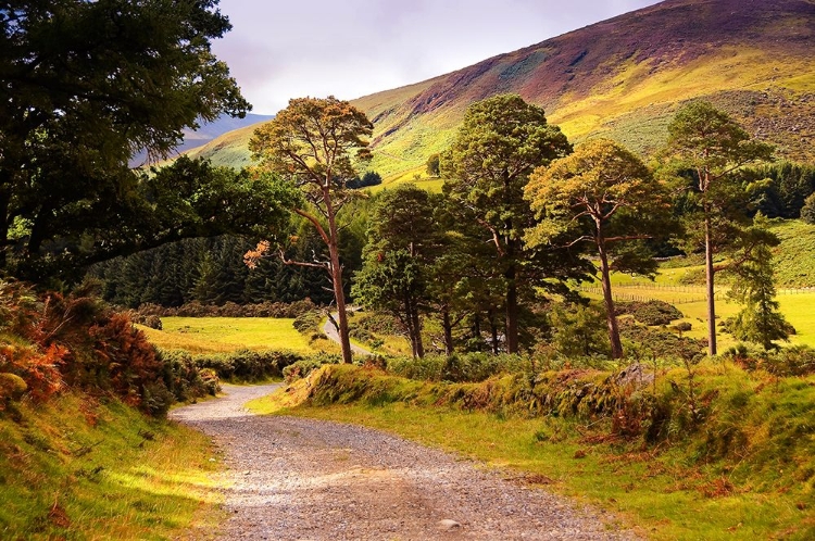 Picture of CELTIC SPIRIT IN WICKLOW MOUNTAINS IRELAND