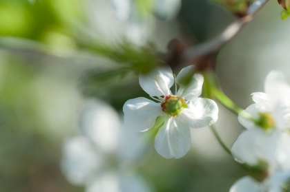 Picture of CHERRY BLOSSOM IN A SUNNY DAY