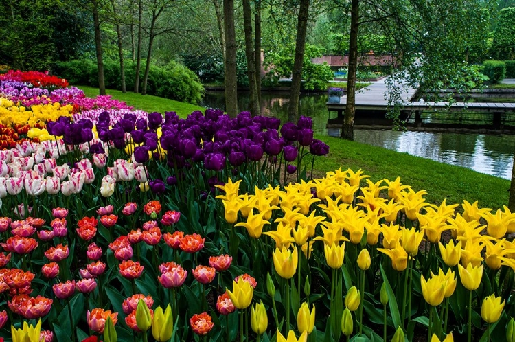 Picture of COLORFUL CORNER KEUKENHOF TULIPS GARDEN 1